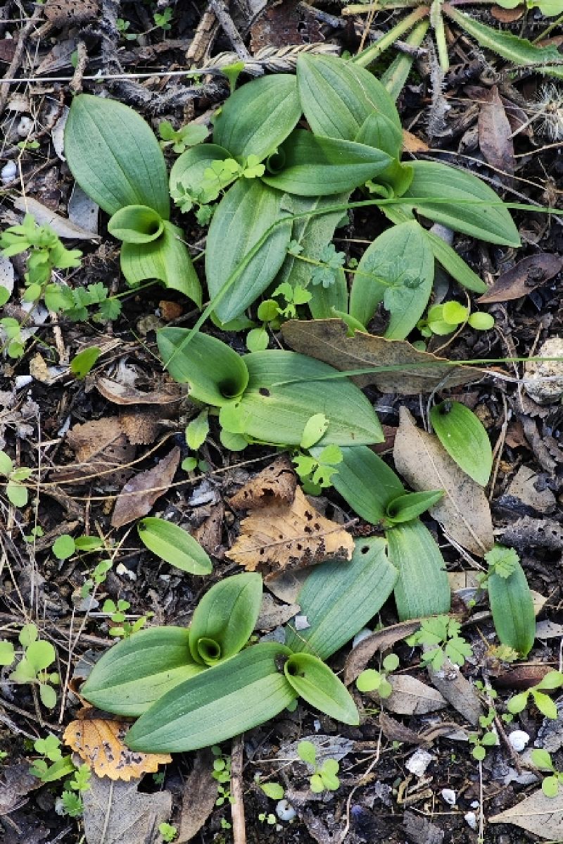 Ophrys exaltata subsp. marzuola  - Alain Bultez