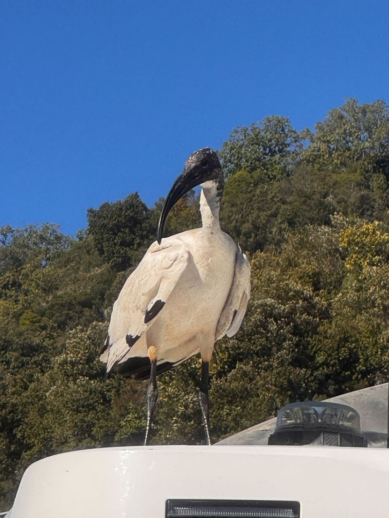 Ibis sacro  - Gianluca Congi