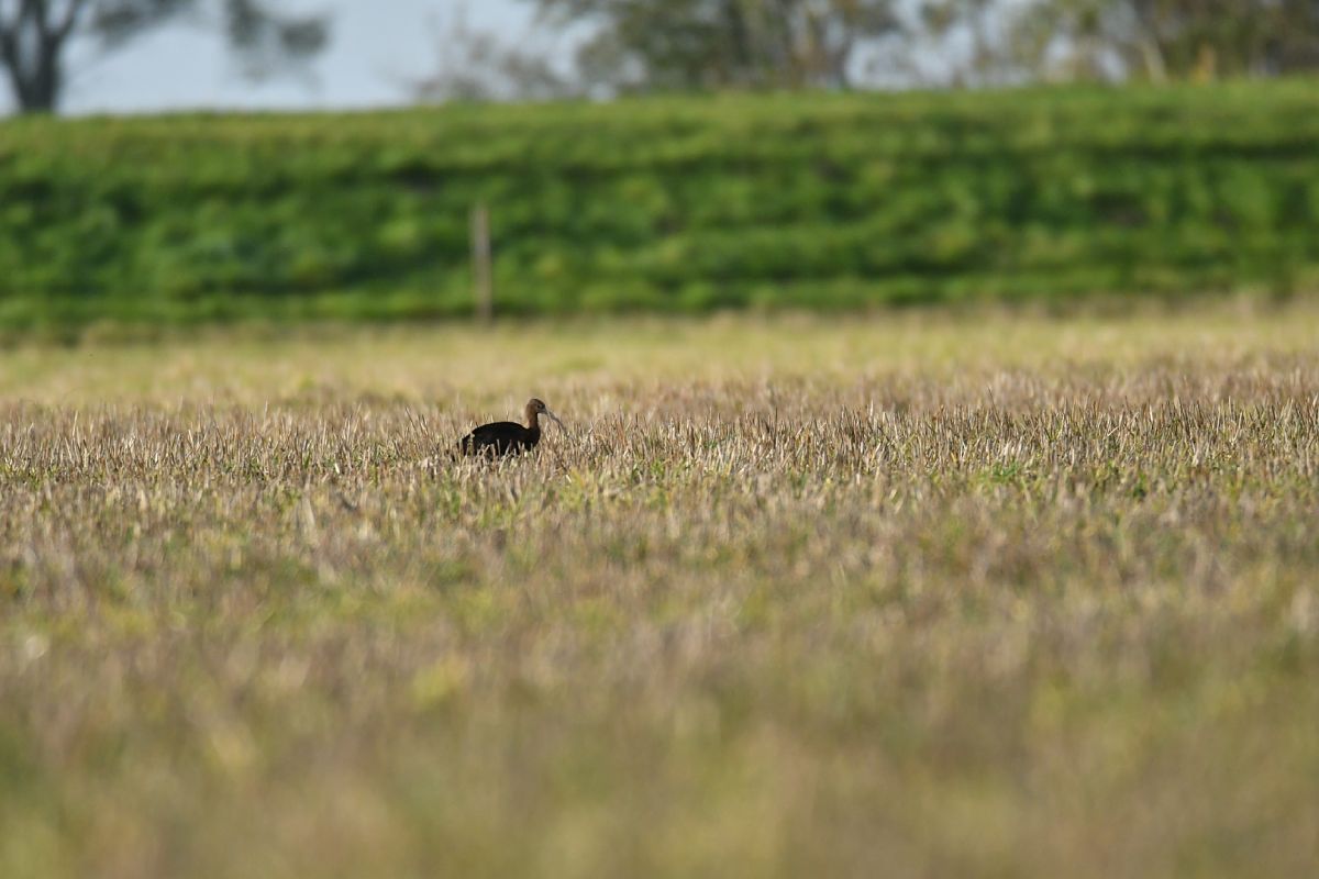 Glossy Ibis  - Agata Balicka