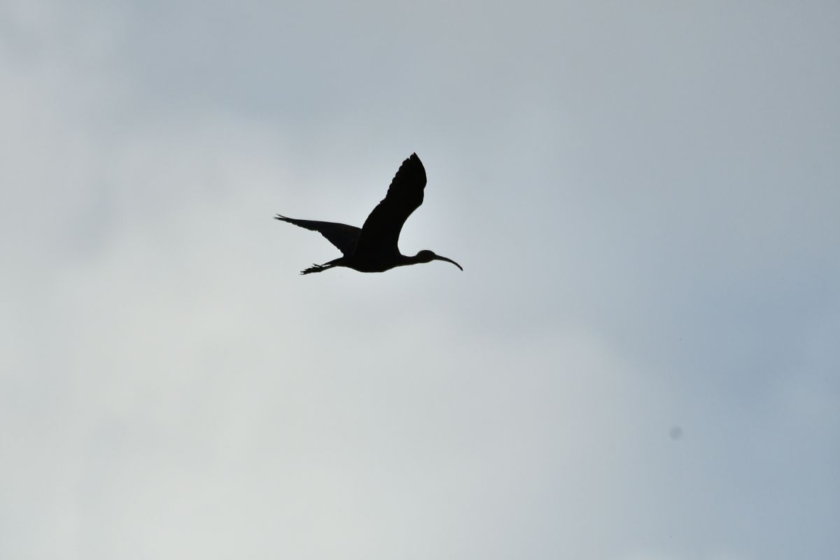 ibis kasztanowaty  - Agata Balicka