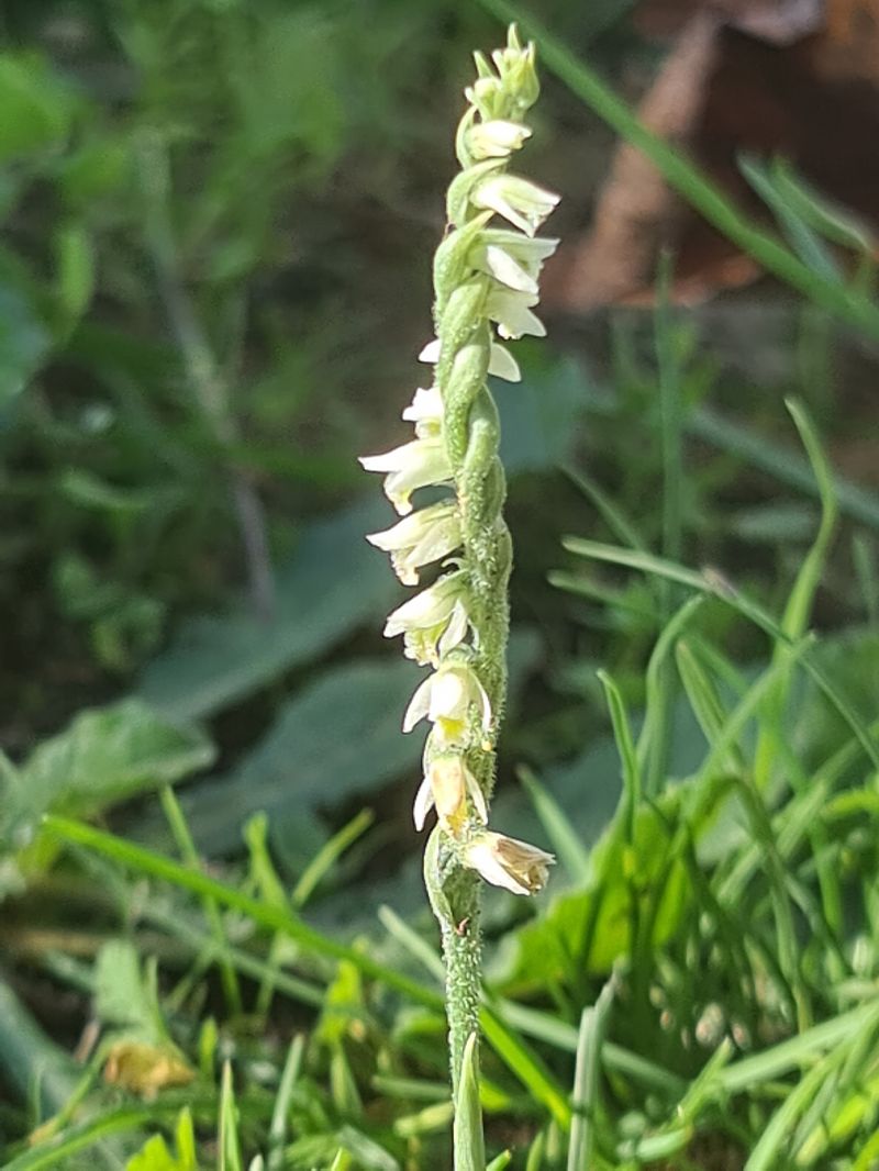 Spiranthes spiralis  - Christian Fleury