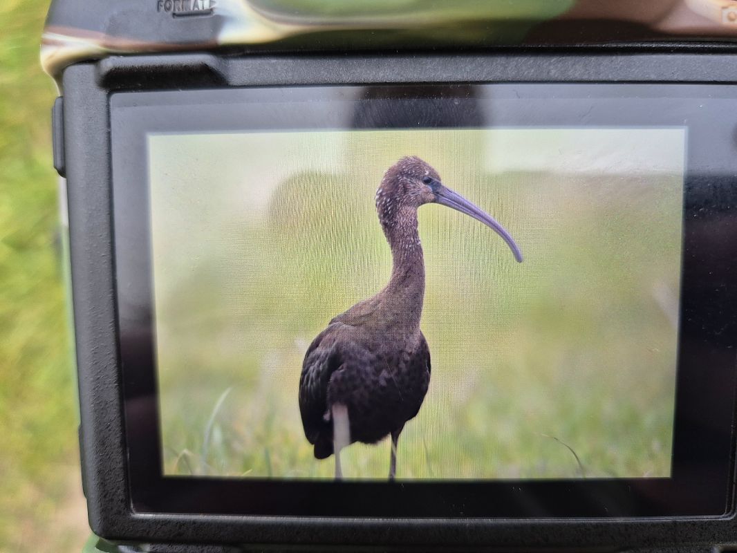 ibis kasztanowaty  - Marcin Kemski