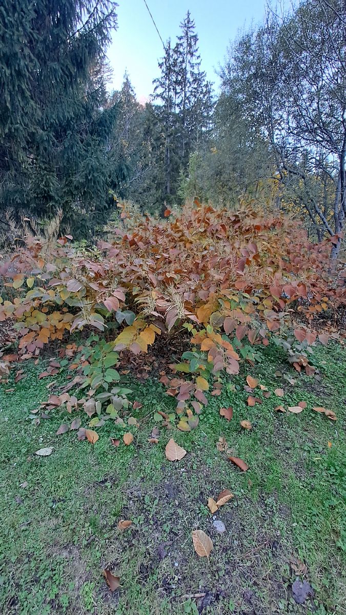 Fallopia japonica  - Mattia Scinto (FVG)