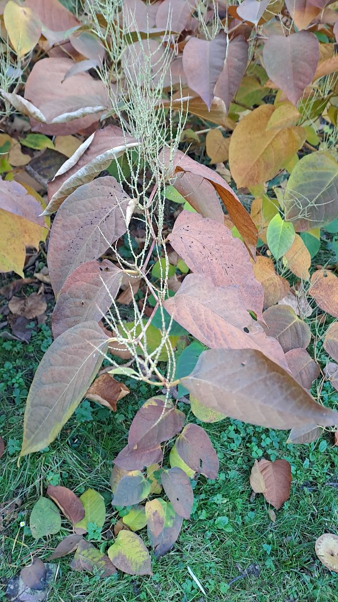 Fallopia japonica  - Mattia Scinto (FVG)