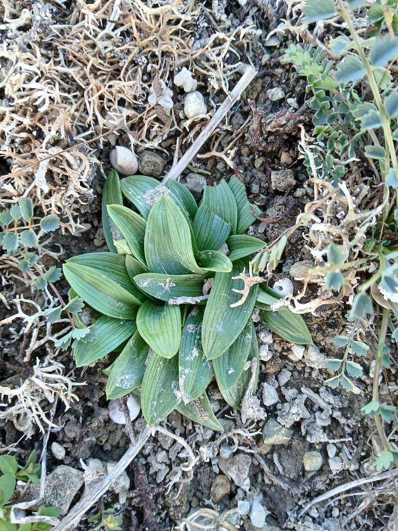 Ophrys sphegodes  - Alain Falvard