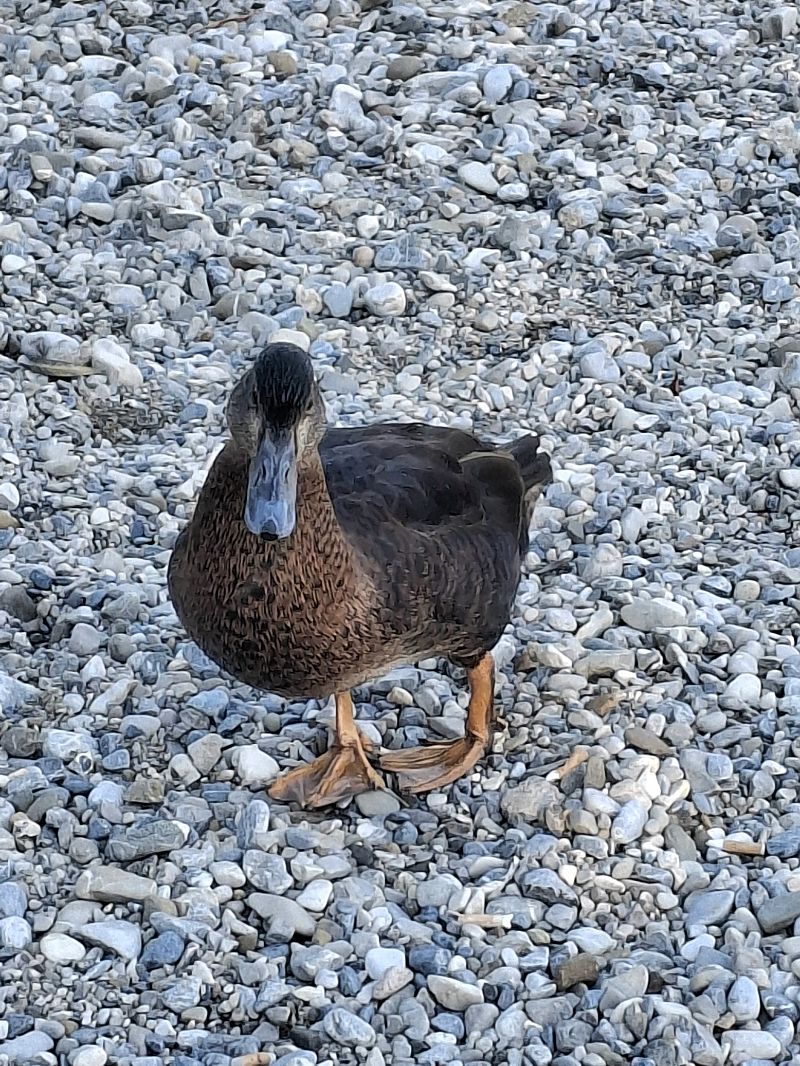 Oiseau indéterminé  - Renate Schnierer