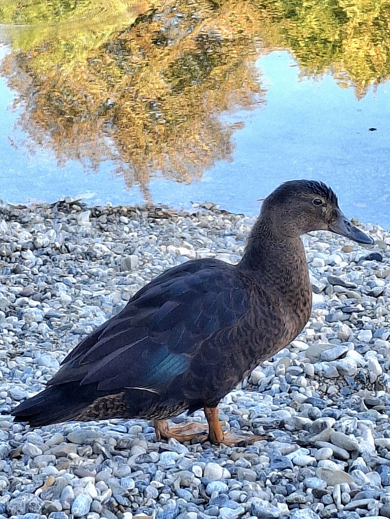 Oiseau indéterminé  - Renate Schnierer