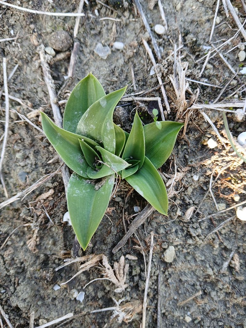 Anacamptis pyramidalis  - Alain Falvard