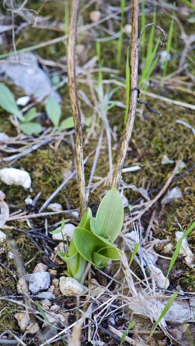 Ophrys scolopax  - Alain Bultez