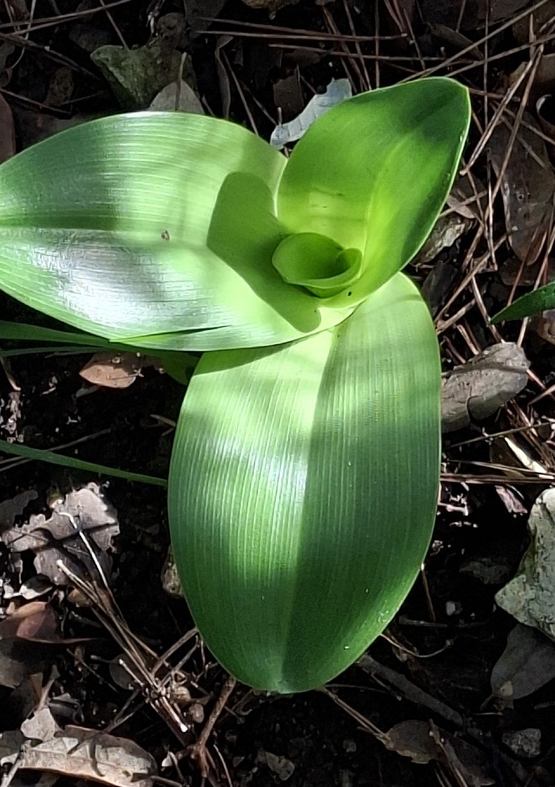 Himantoglossum robertianum 