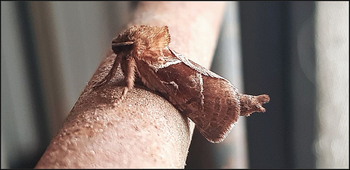 Triodia sylvina  - Giuseppe Di Lieto