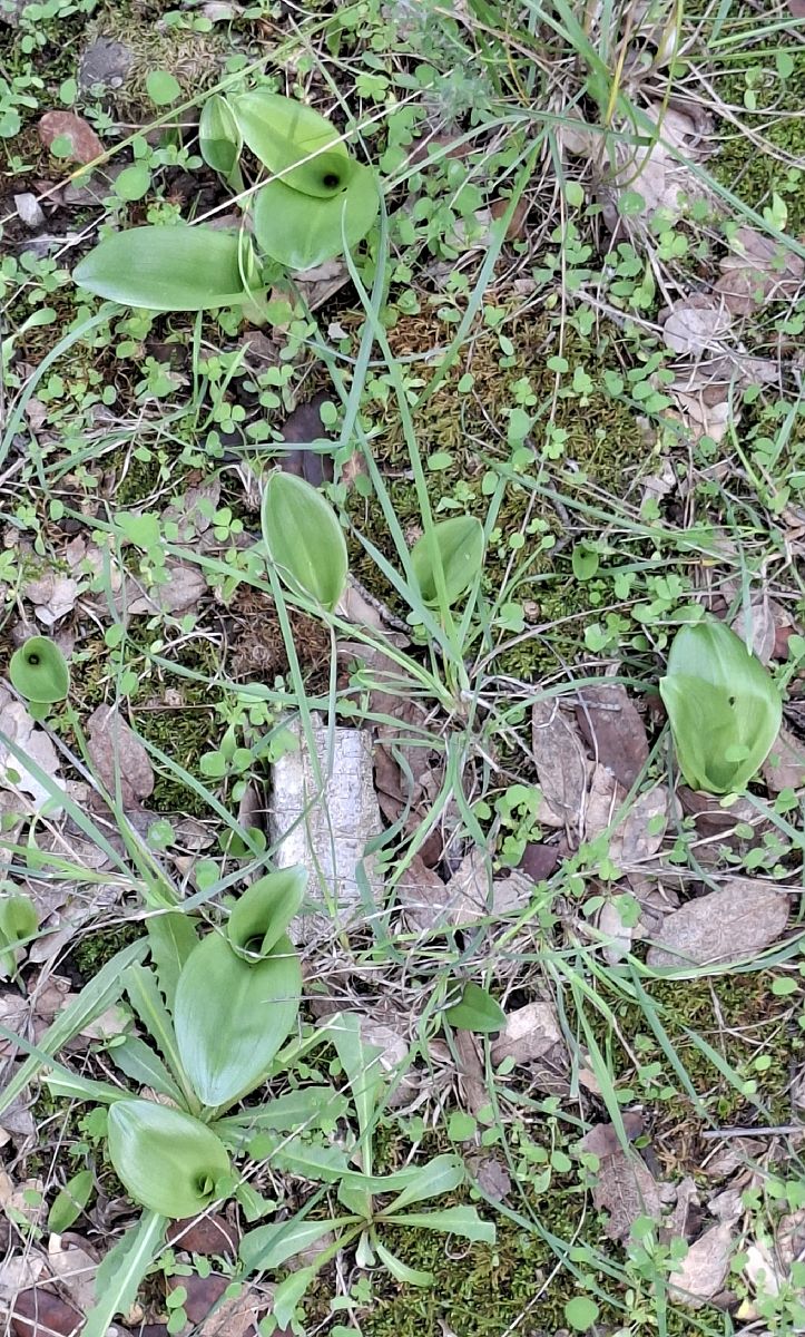Himantoglossum robertianum 