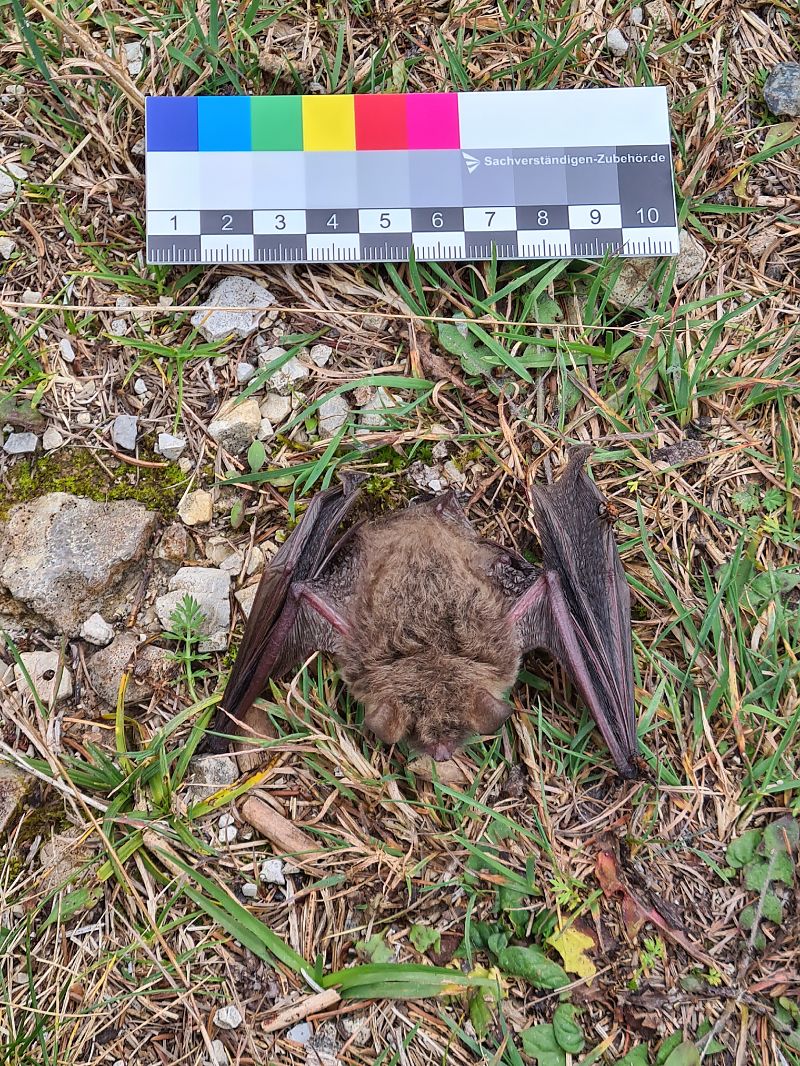 Myotis crypticus  - Fabrizio Florit (FVG)