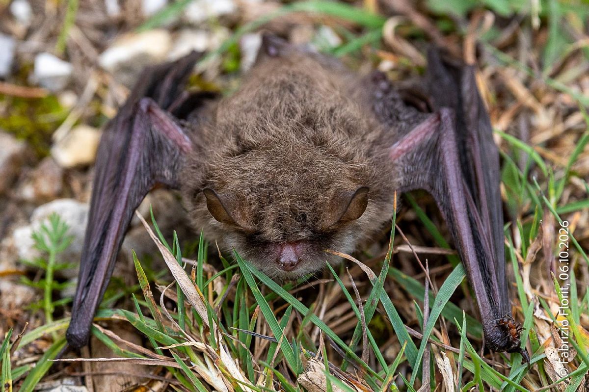 Myotis crypticus  - Fabrizio Florit (FVG)