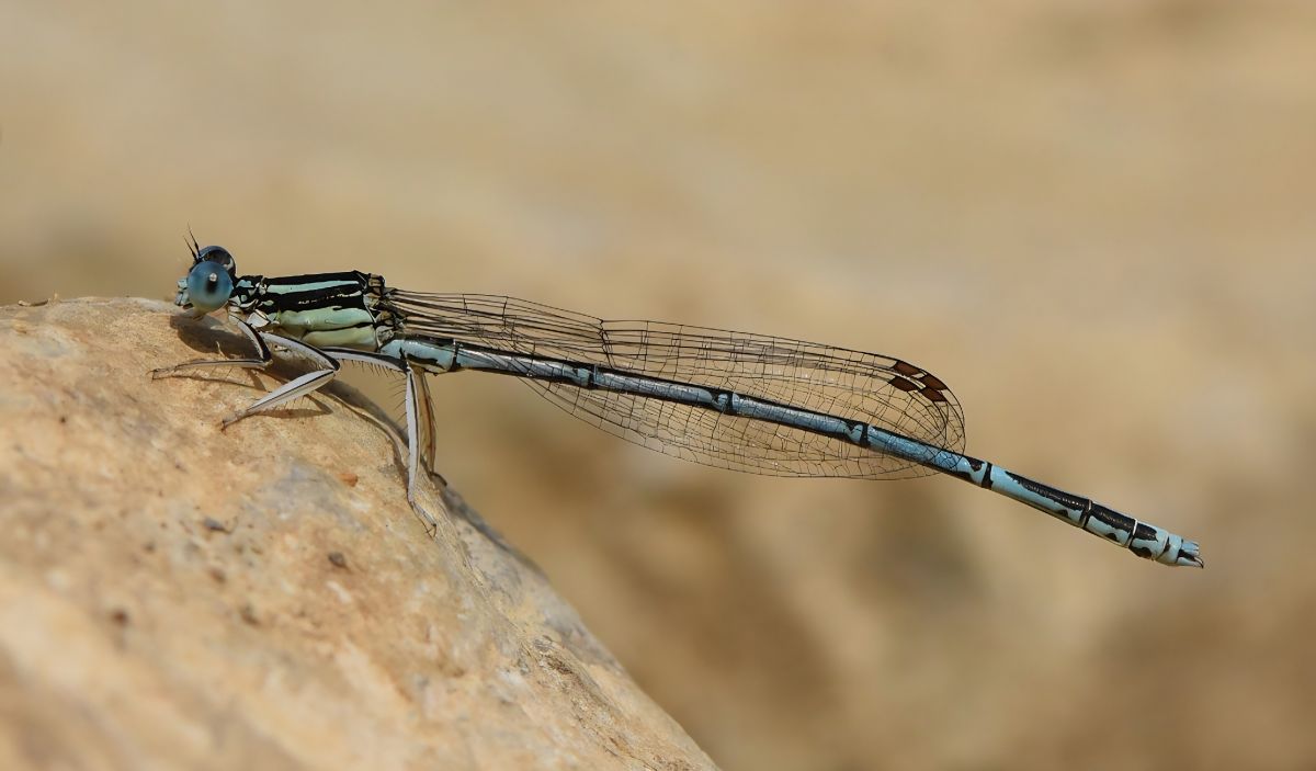Platycnemis pennipes  - Alberto Manganaro
