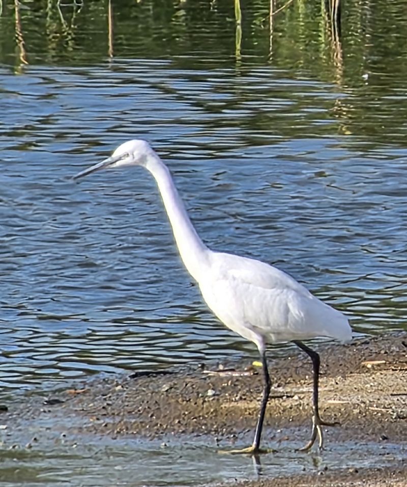 Aigrette garzette 