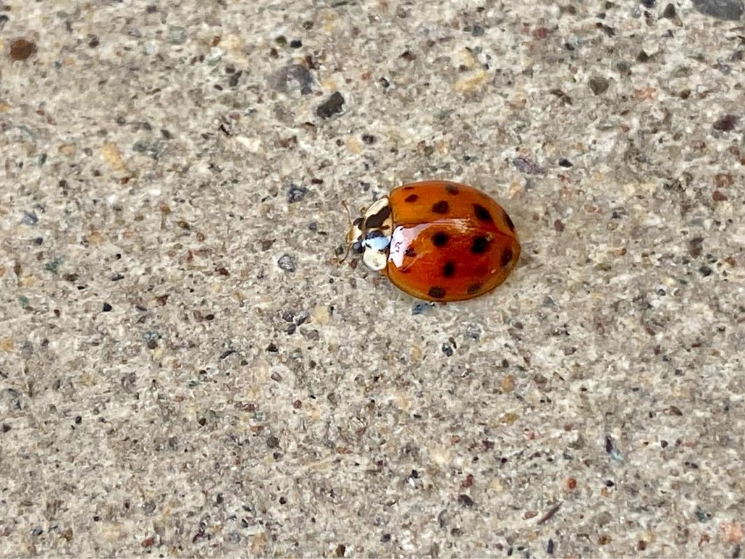 Harmonia axyridis  - Maria Rita Gelso