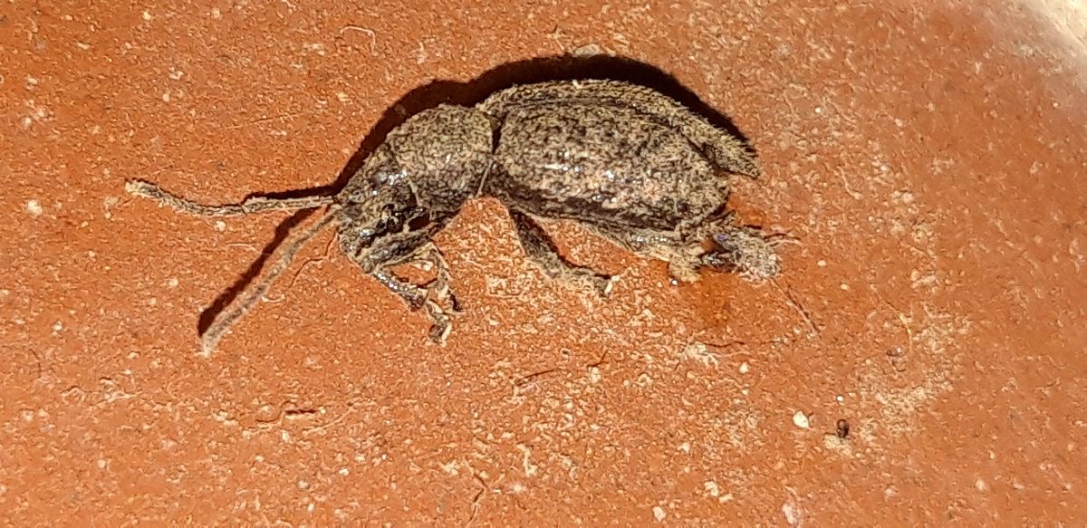 Otiorhynchus sp.  - Michele Cento
