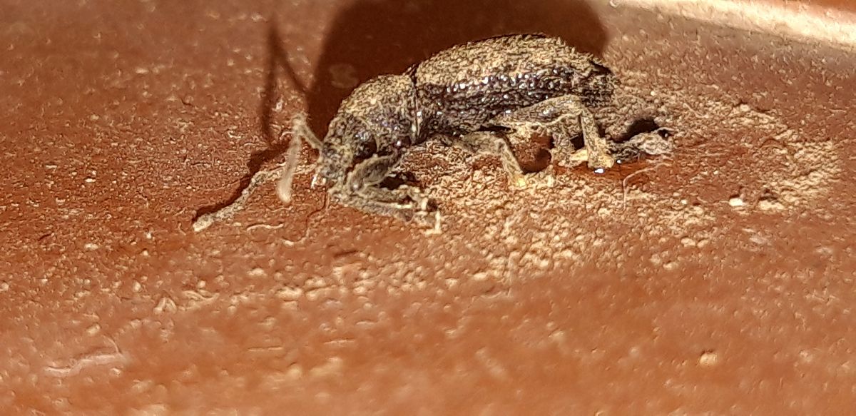 Otiorhynchus sp.  - Michele Cento