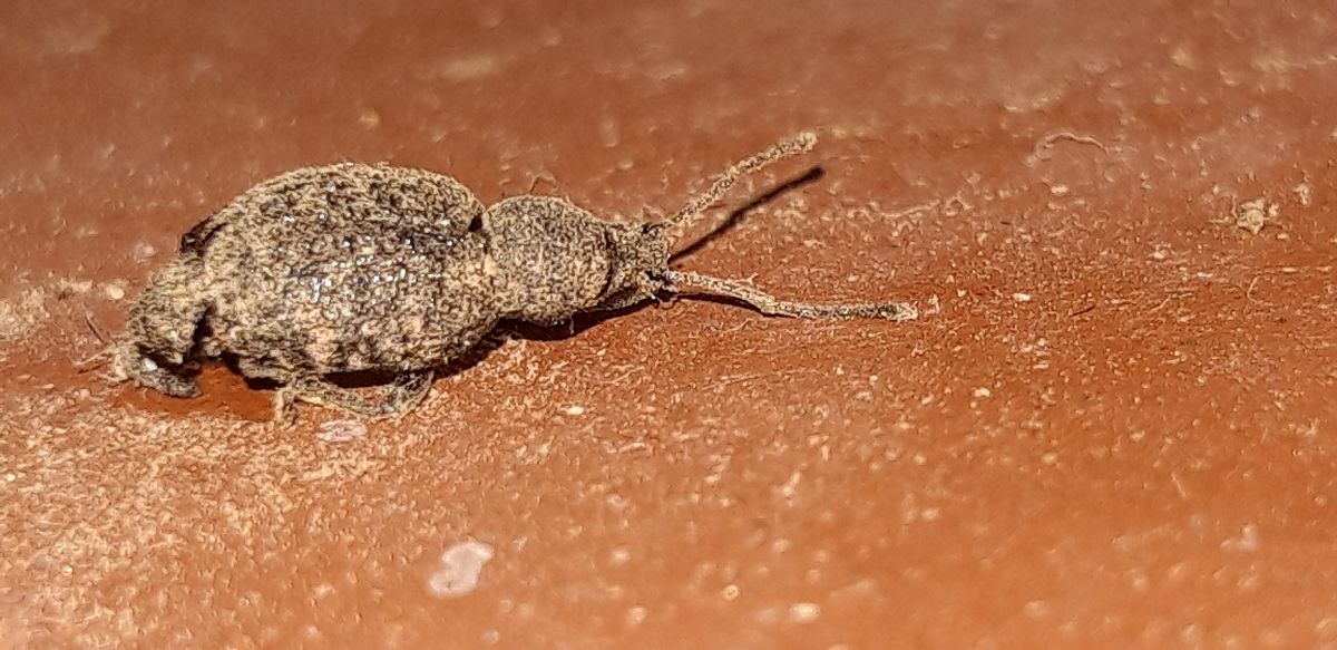 Otiorhynchus sp.  - Michele Cento
