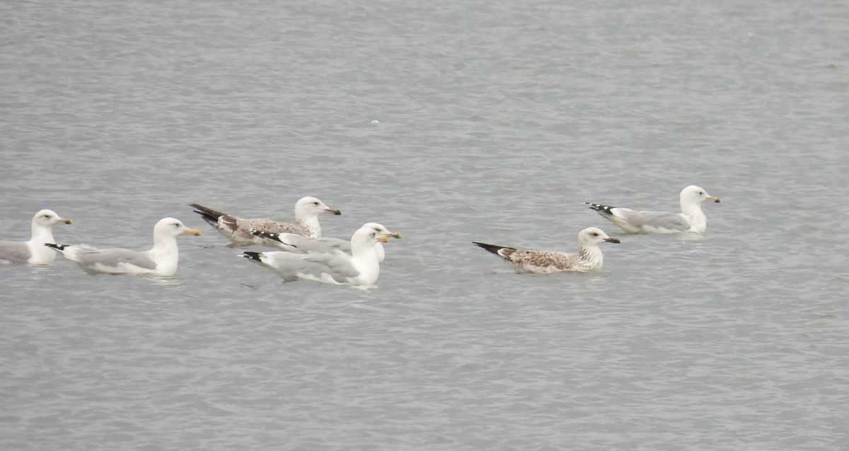 Caspian Gull  - Kacper Mikulski