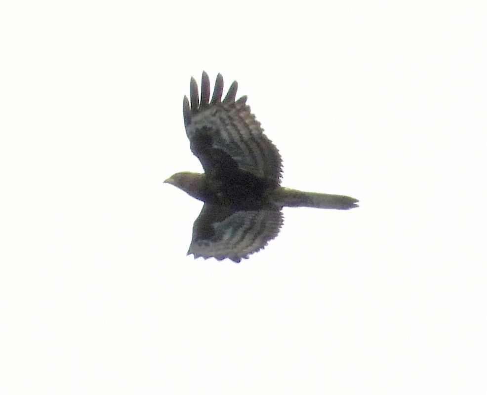 Falco pecchiaiolo  - Andrea Sorrentino