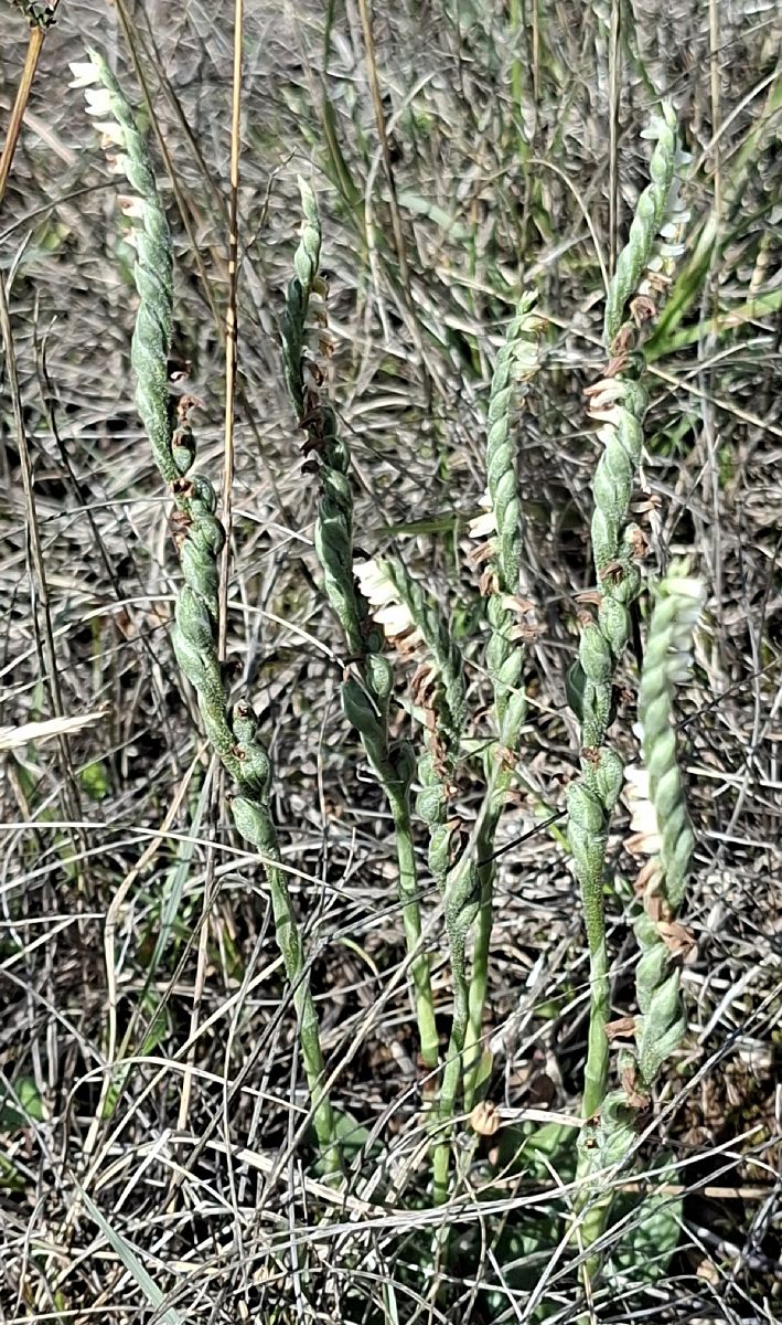 Spiranthes spiralis 