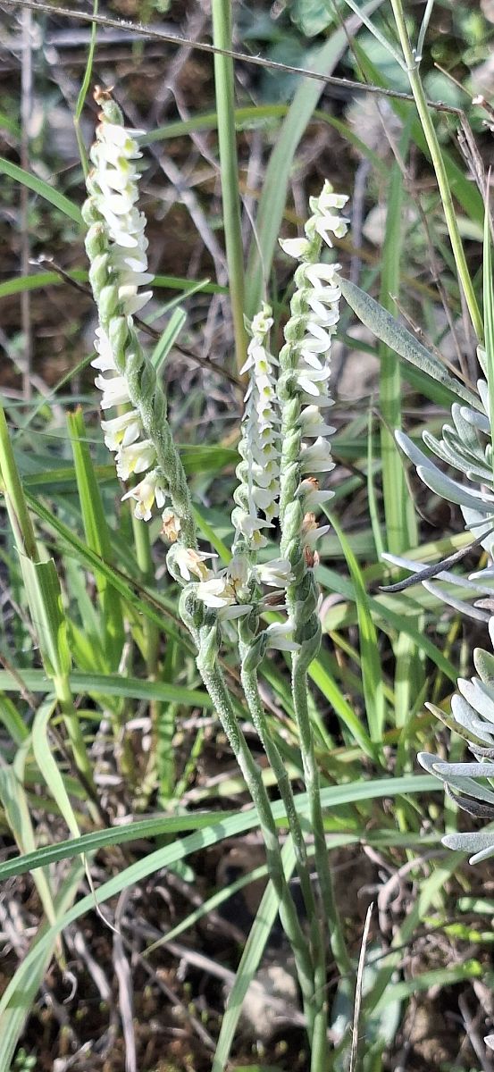 Spiranthes spiralis 
