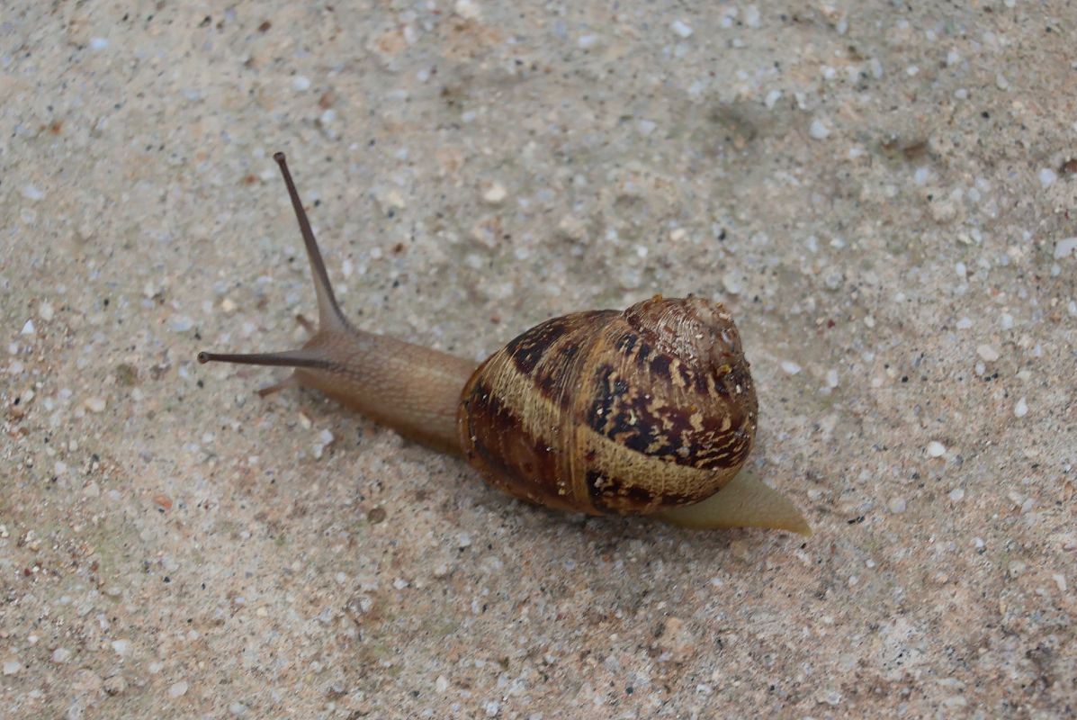 Cornu aspersum  - Lorenzo Lanzani