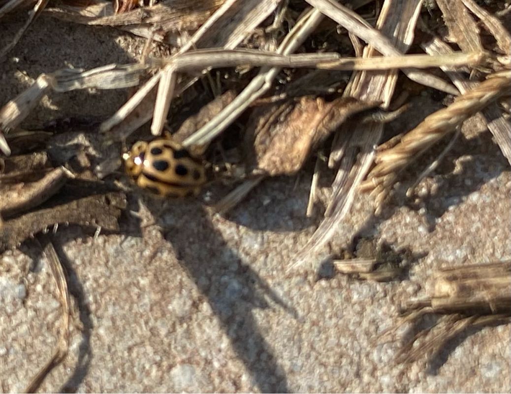 Tytthaspis sedecimpunctata  - Maria Rita Gelso