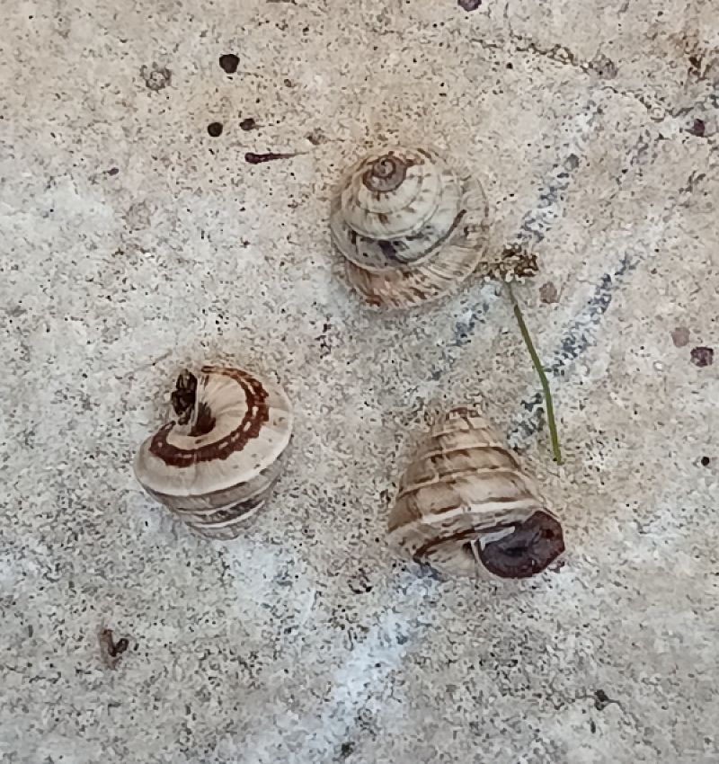 Cochlicella conoidea  - Dimitri Marrone