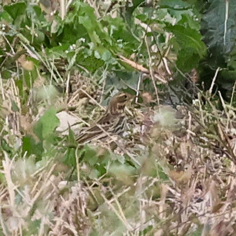 Pipit à gorge rousse  - Mario Baldauf