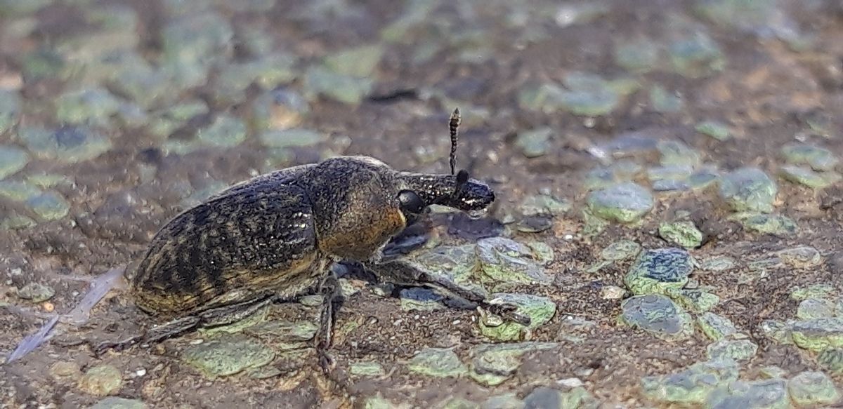 Larinus carlinae  - Michele Cento
