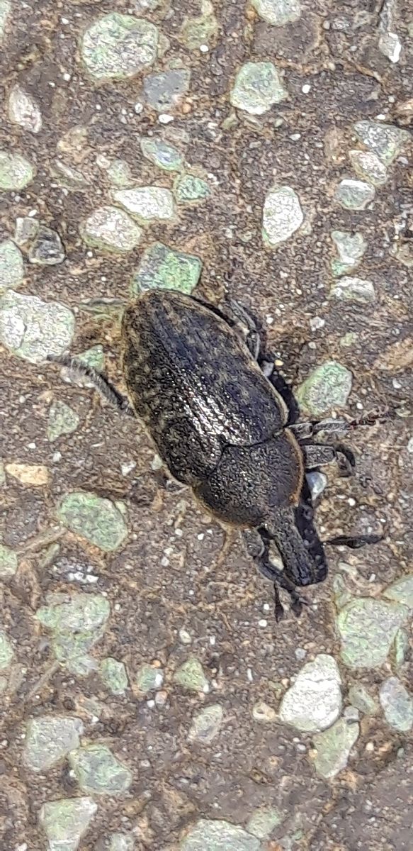Larinus carlinae  - Michele Cento