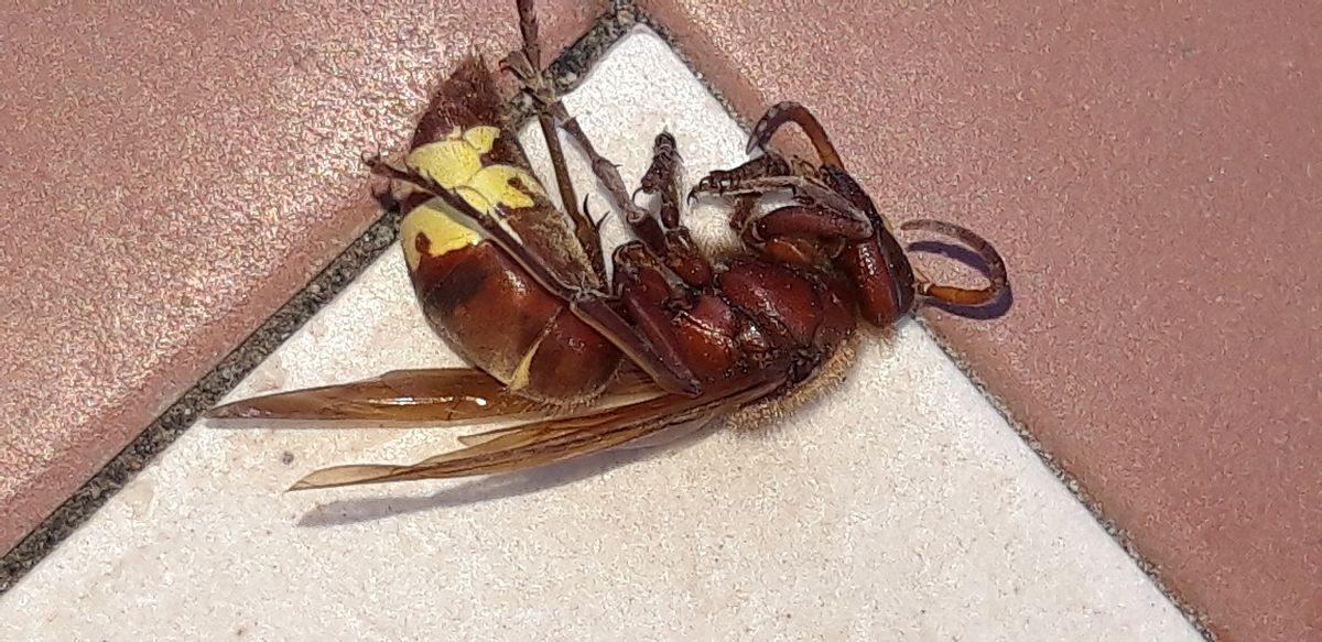 Vespinii sp.  - Michele Cento