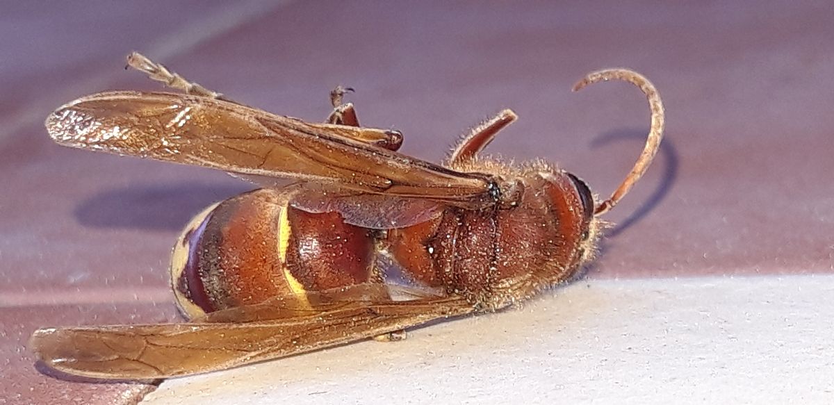 Vespinii sp.  - Michele Cento