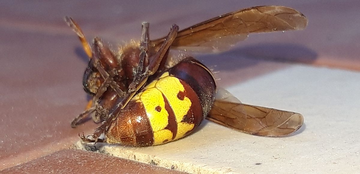 Vespinii sp.  - Michele Cento