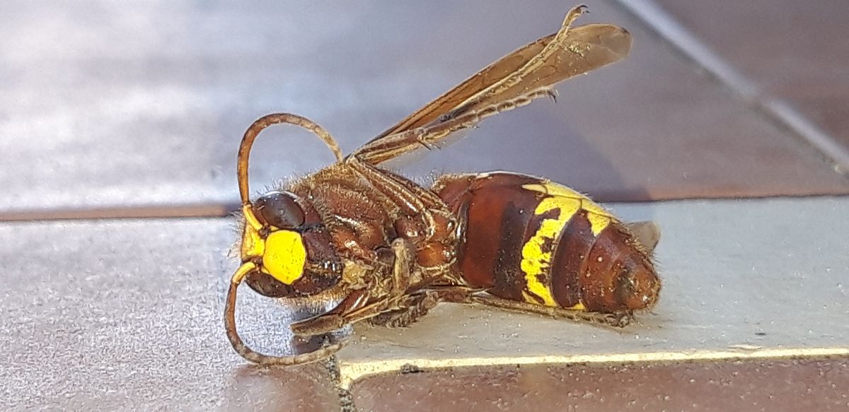Vespinii sp.  - Michele Cento
