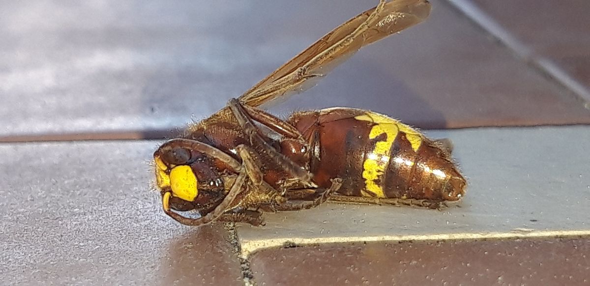 Vespinii sp.  - Michele Cento