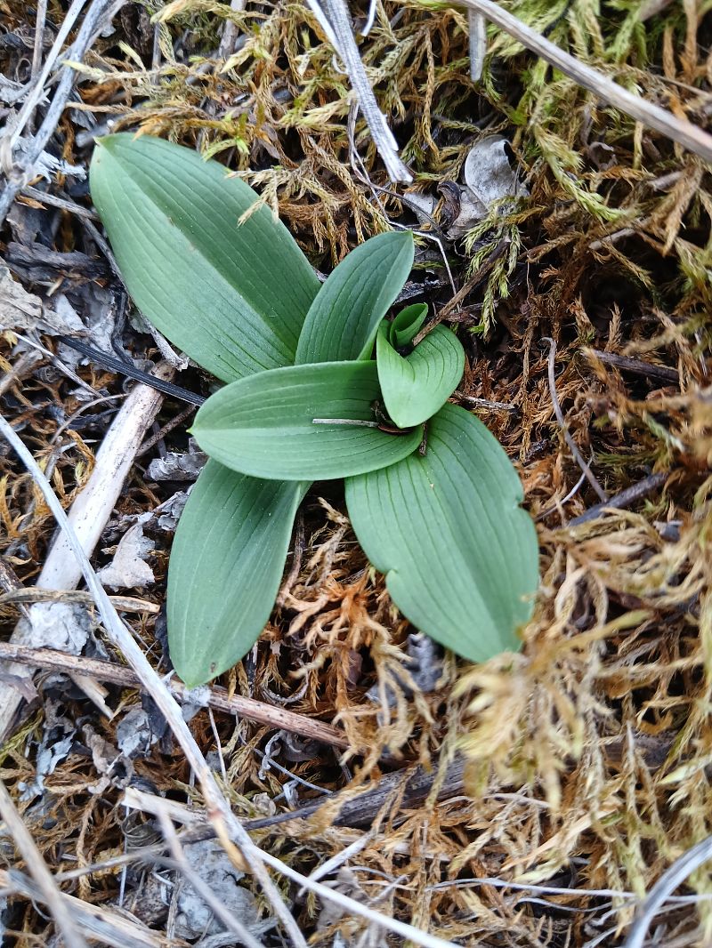 Ophrys indet. group. fuciflora  - Alain Falvard