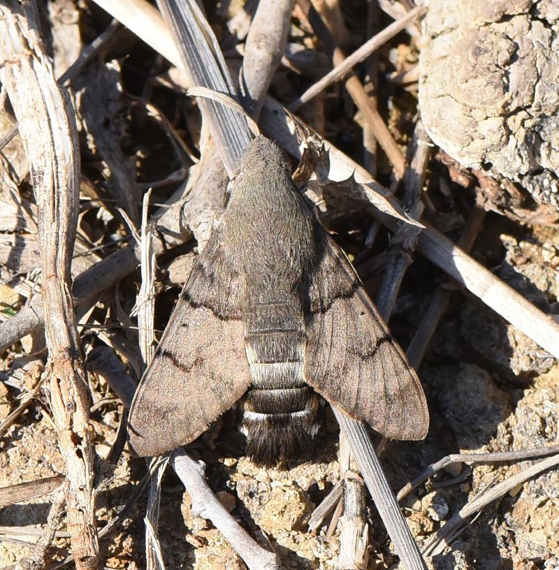 Macroglossum stellatarum  - Alberto Manganaro