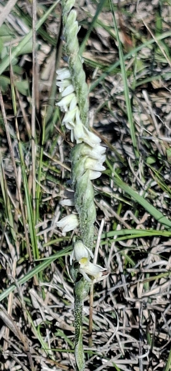 Spiranthes spiralis 