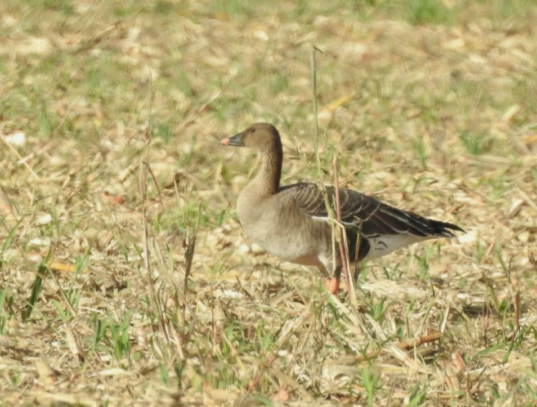 Oca granaiola  - Matteo Toller