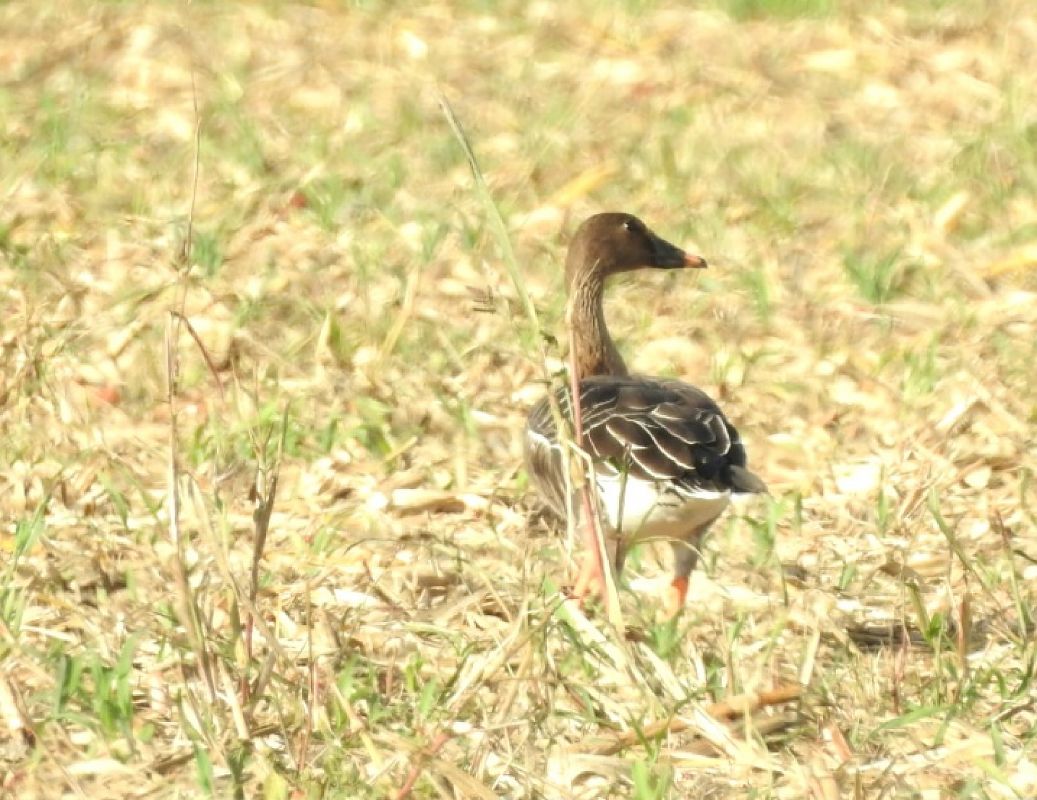 Oca granaiola  - Matteo Toller