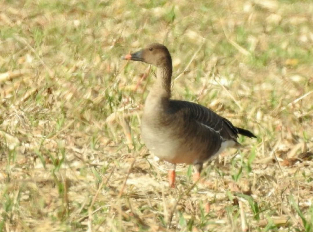 Oca granaiola  - Matteo Toller