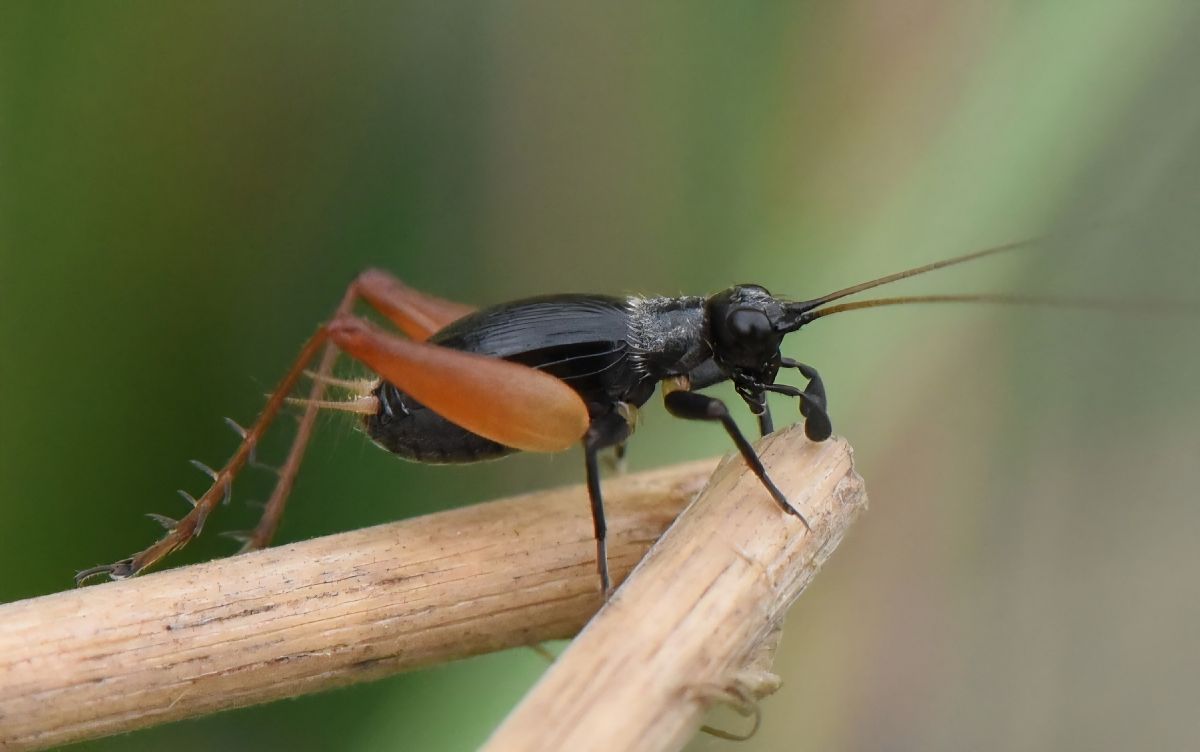 Trigonidium cicindeloides  - Alberto Manganaro