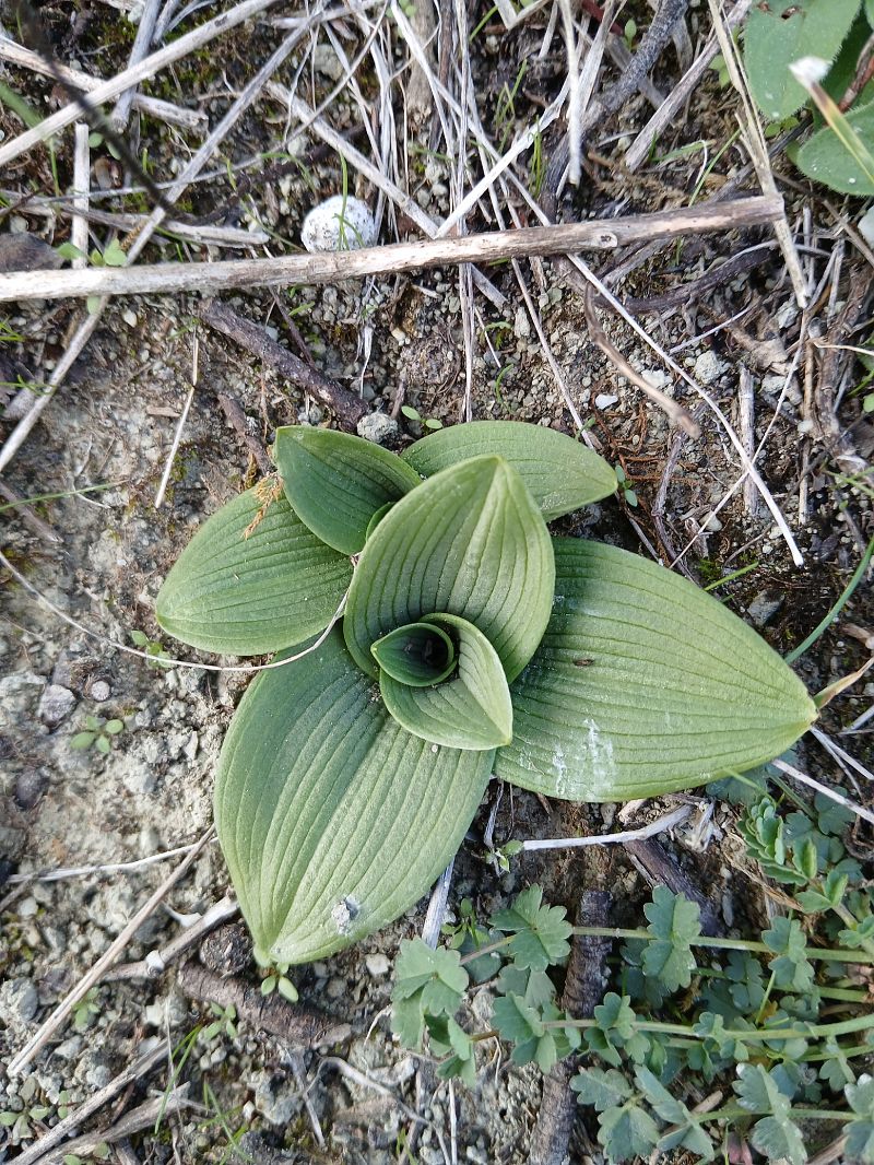 Ophrys sphegodes  - Alain Falvard