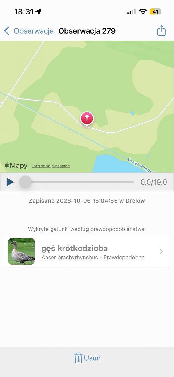 gęś krótkodzioba  - Dariusz Cap