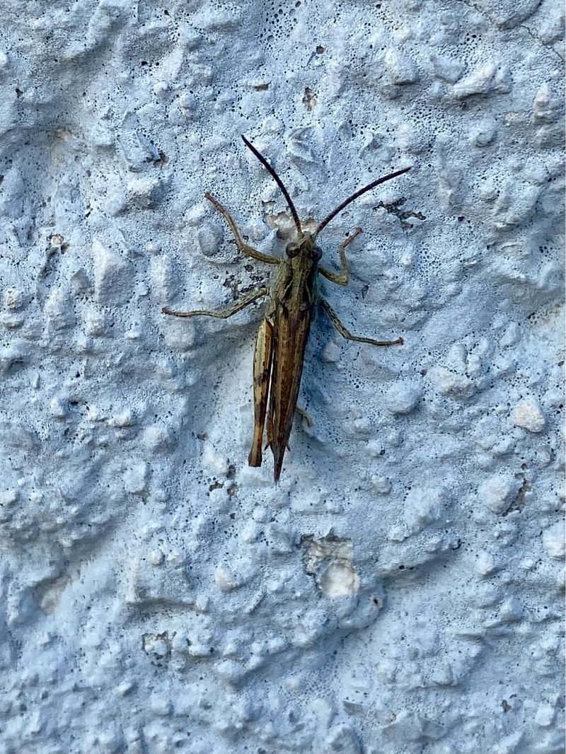 Chorthippus brunneus brunneus  - Maria Rita Gelso