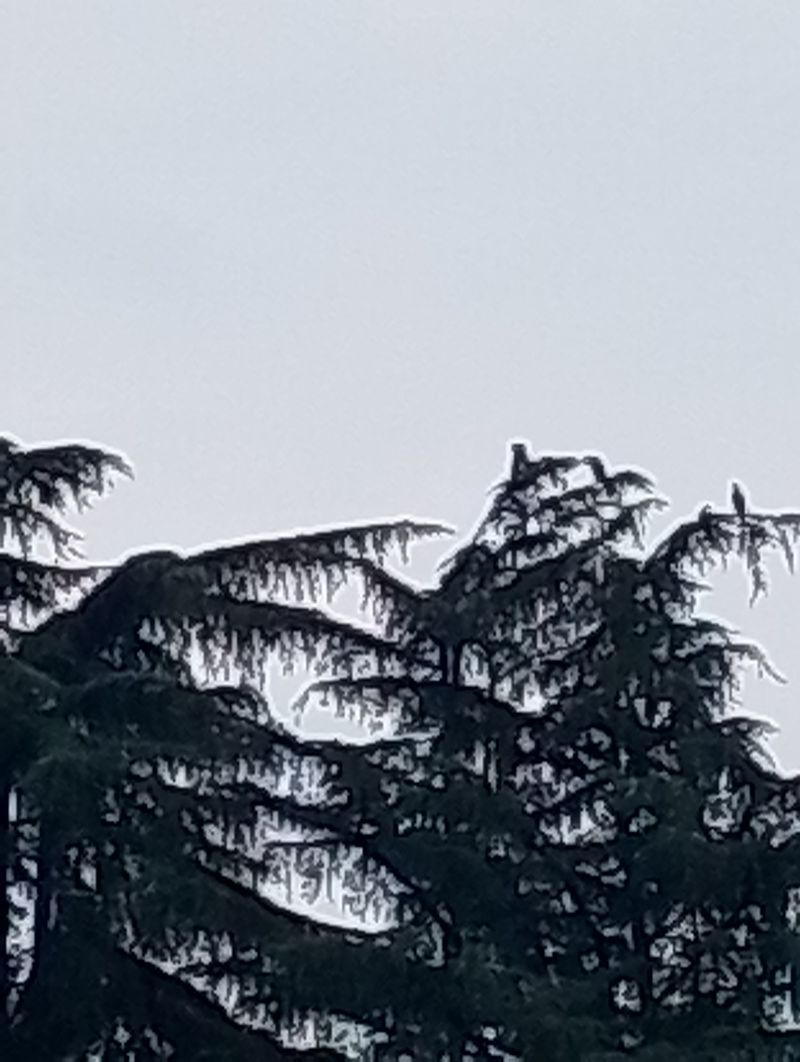 Cormorano  - Gabriele Papale